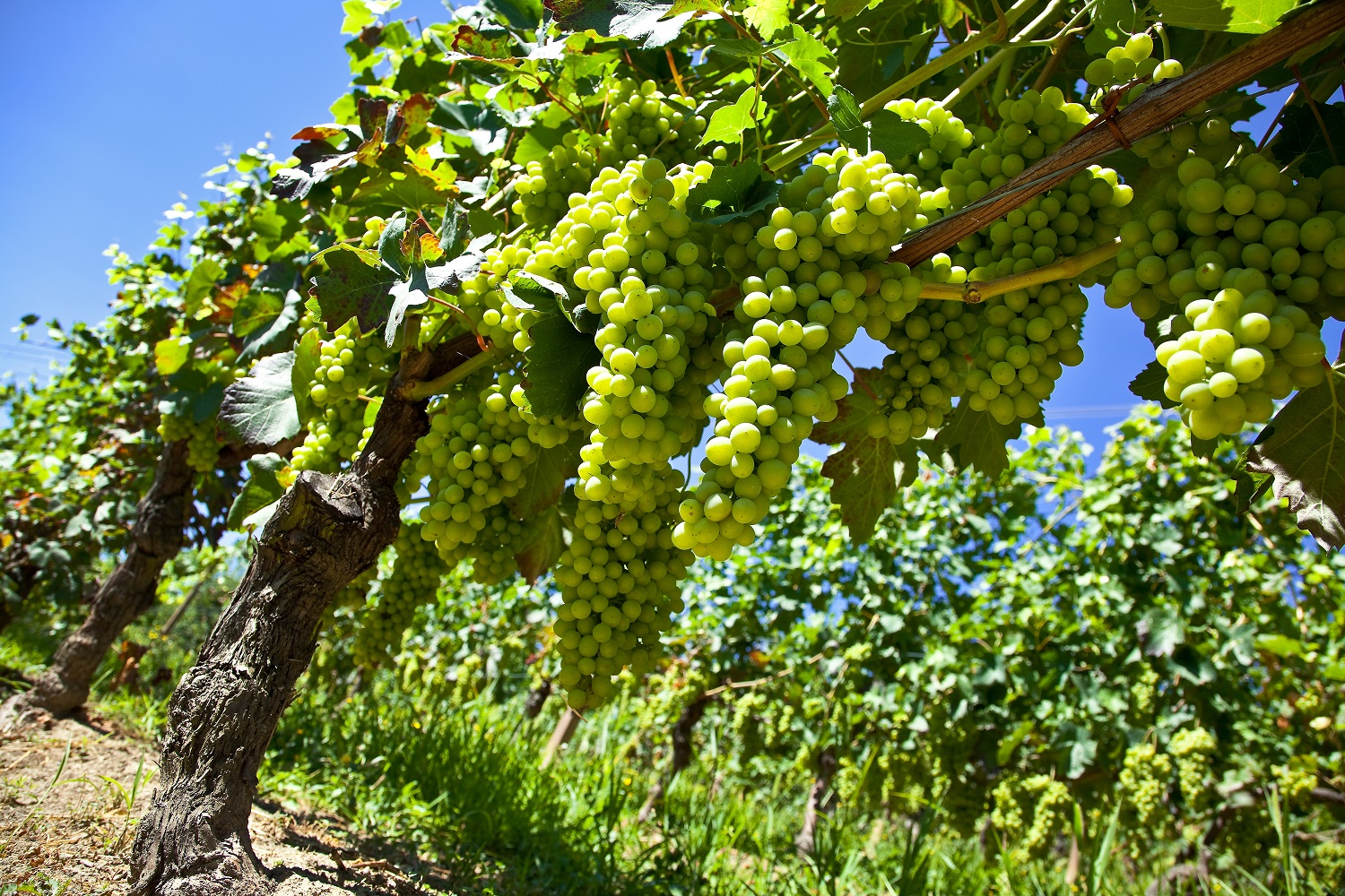 Peruvian table grape exports grew significantly despite worker strikes - Vimarsana News