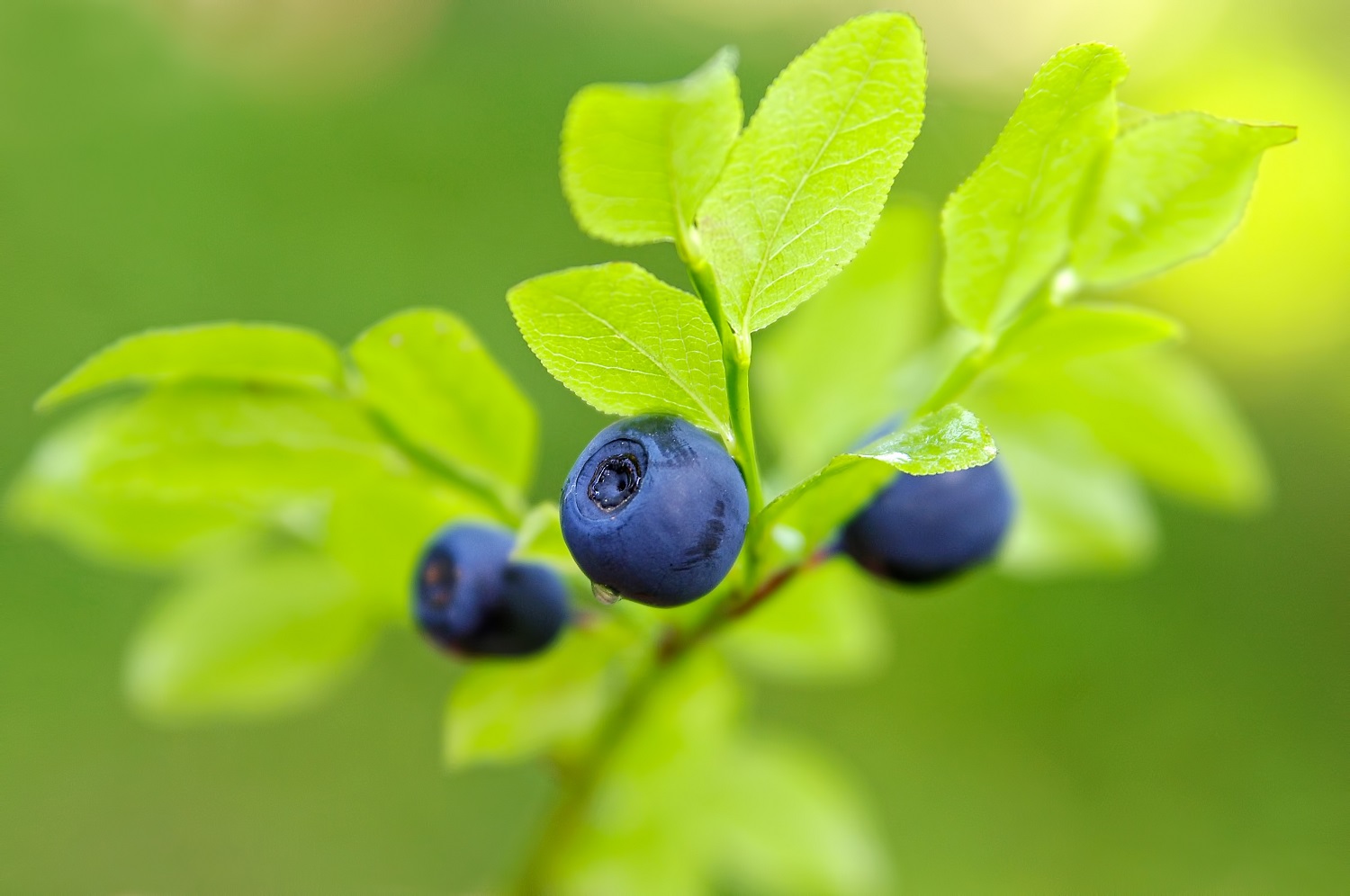 Chilean Blueberries U S Eases Import Rules FreshFruitPortal