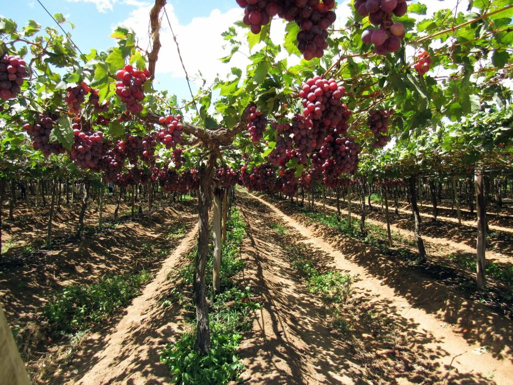 Peruvian table grape exports to rise by 2% in 2020-21 - USDA