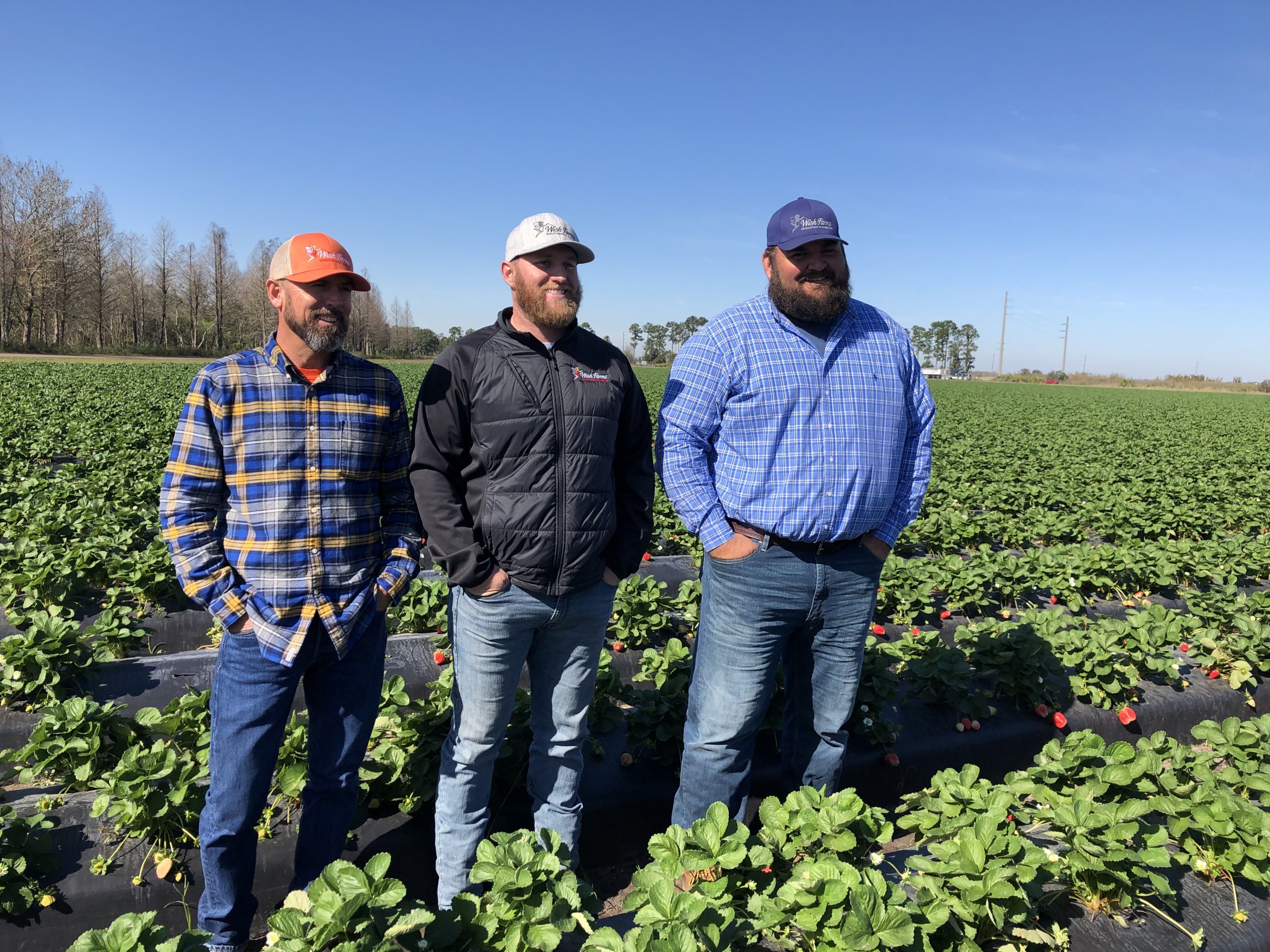 Wish Farms expands Florida strawberry farm acreage