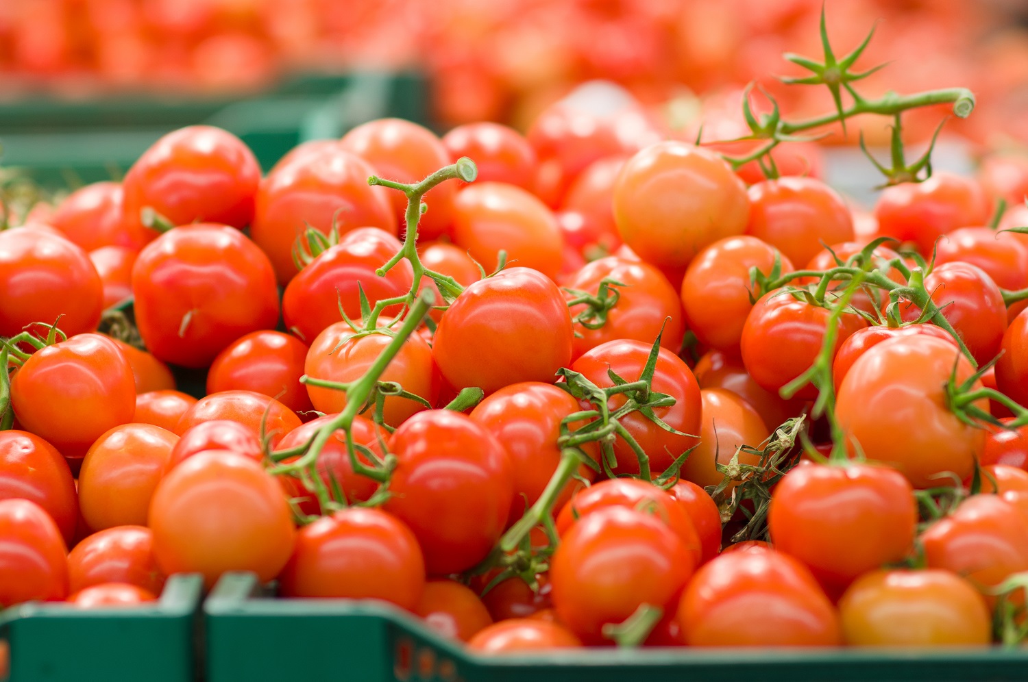 USDA establishes weekly report to highlight seasonable and perishable product trends - Vimarsana News