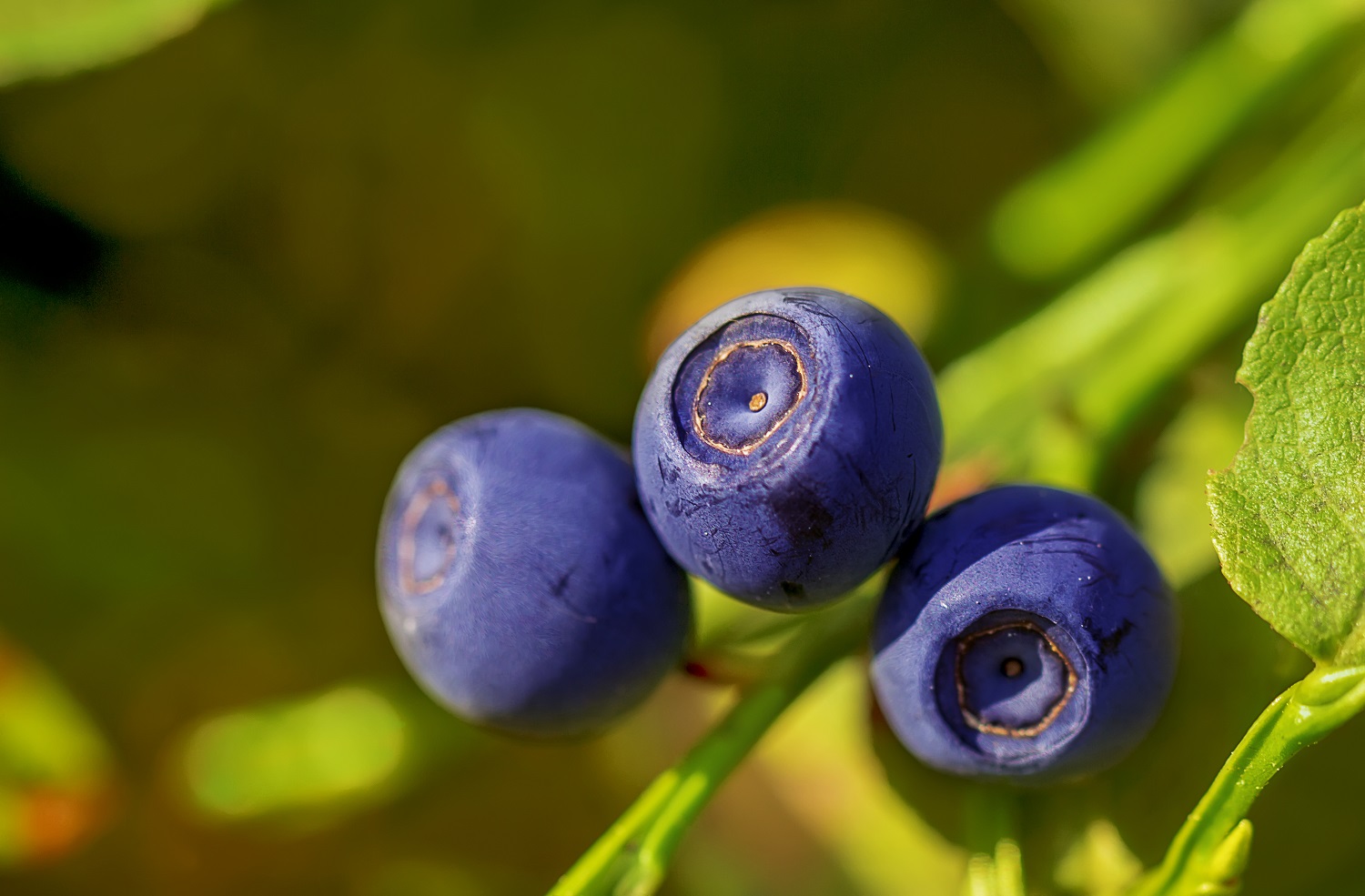 Blueberry import debate is worthy of the history books