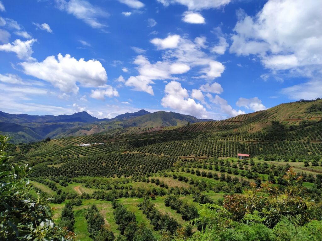 Colombia ramps up avocado exports to U.S., on journey to become alternative supplier