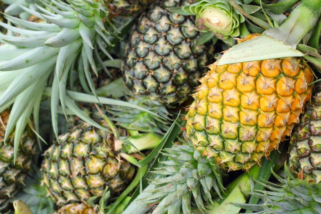 Panama pineapple exports set to double - FreshFruitPortal.com