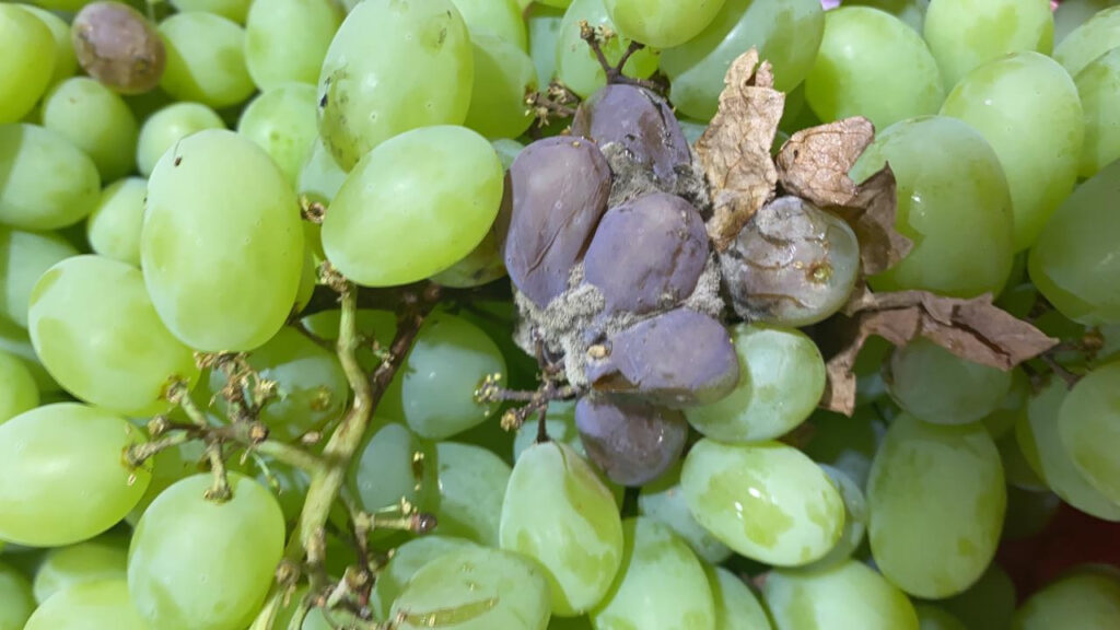 Chile: Table grape harvests still heavily impacted by rains