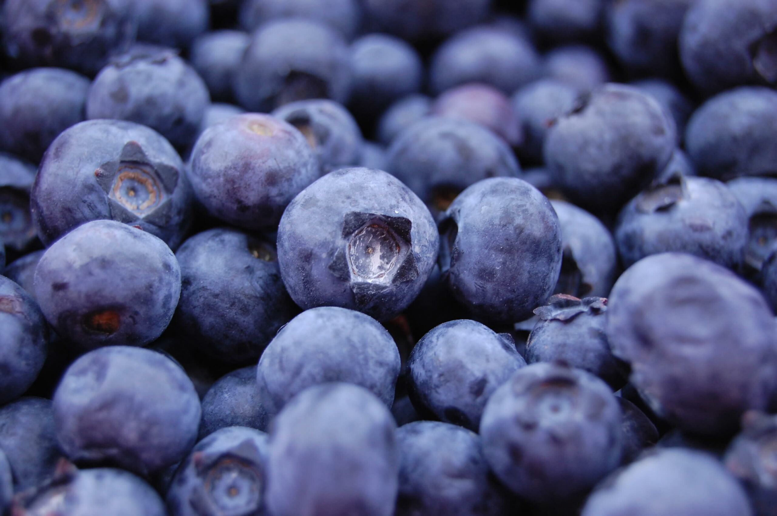 Time for the blueberry industry of the Americas to come to the table
