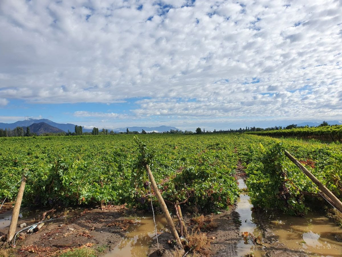Chile: Table grapes hardest hit by storm - Vimarsana News