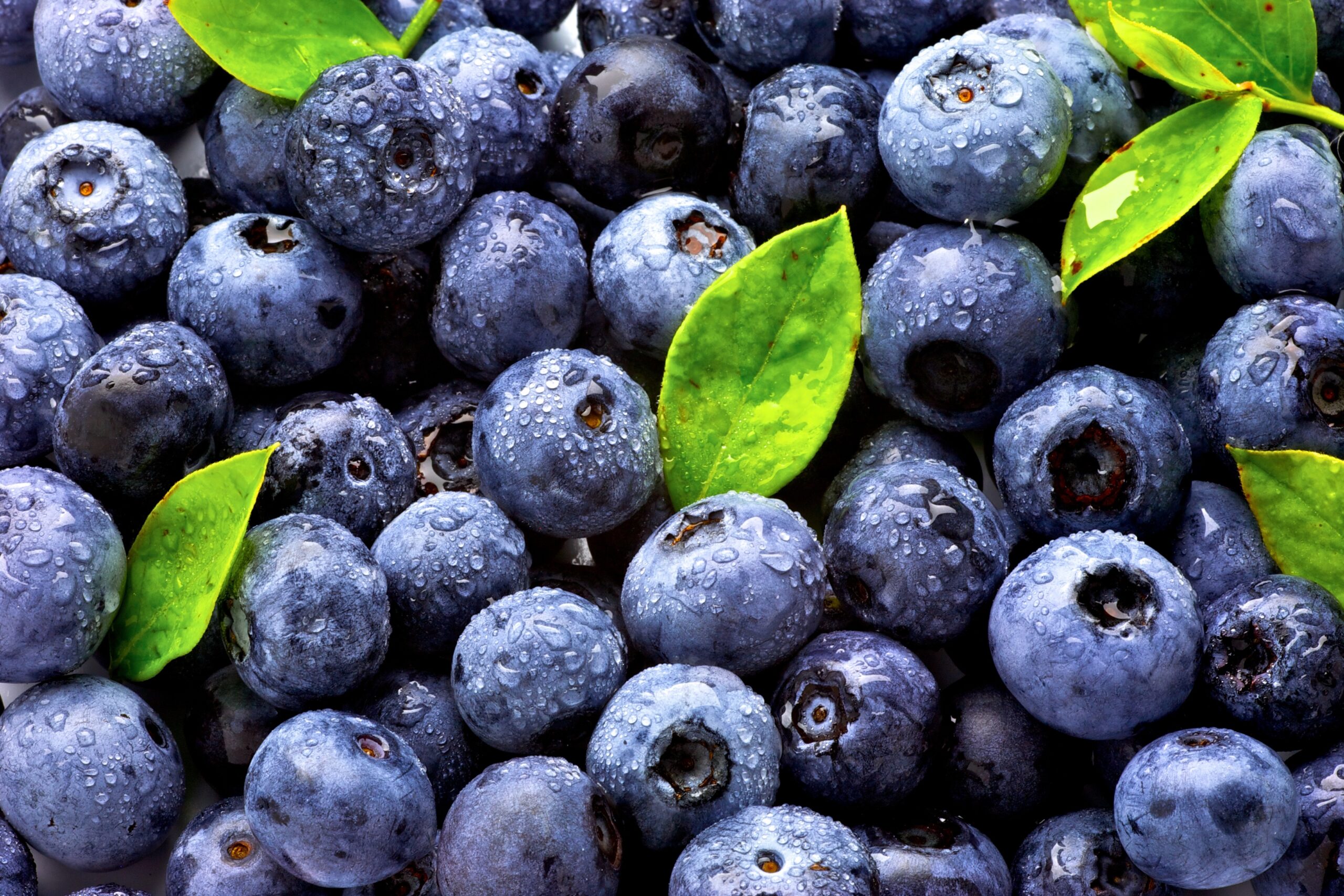 Florida blueberries begin season with higher