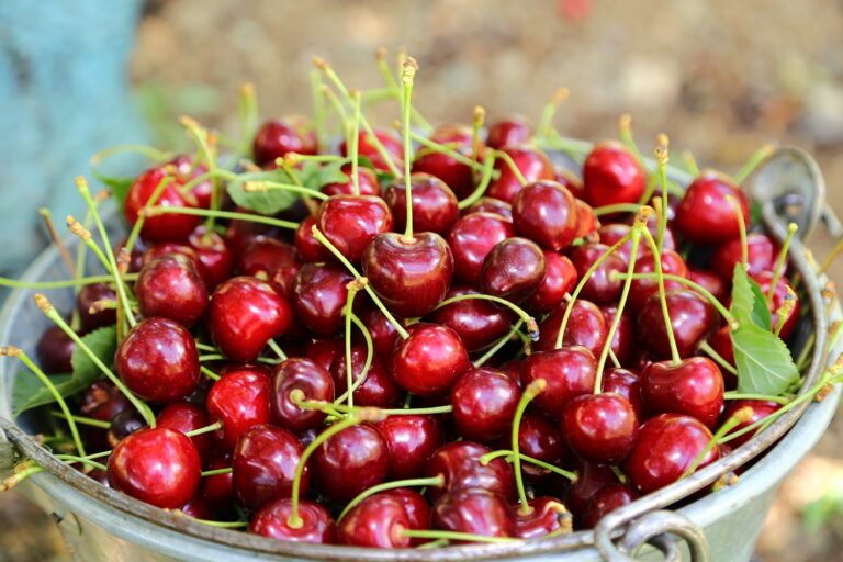 cherries, possibly from San Joaquin county