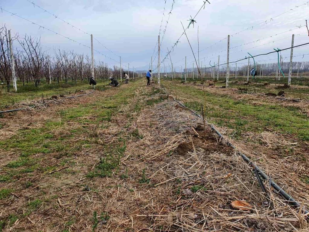 Jupiter to trial South African plum varieties in Northern Hemisphere for first time