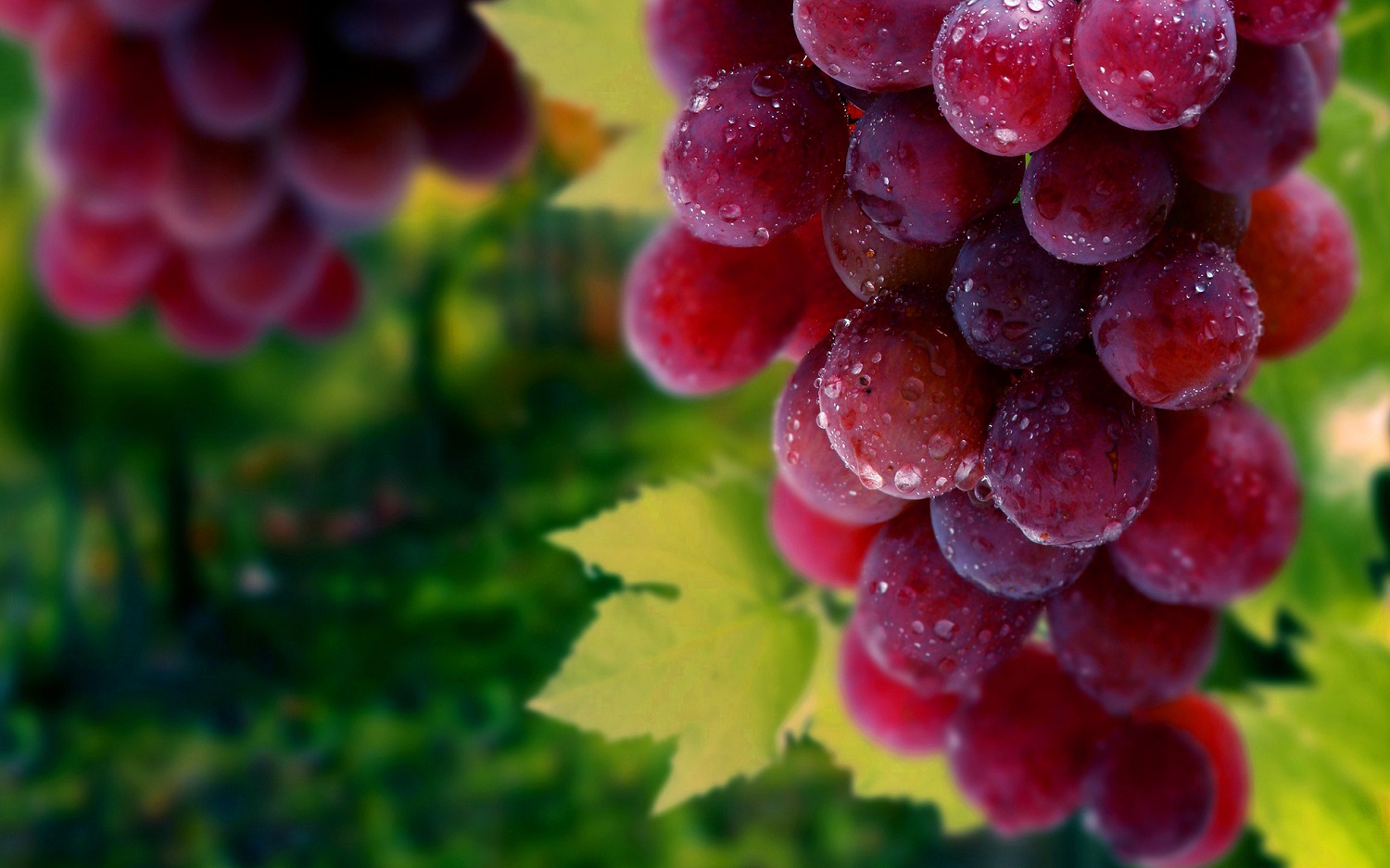 Provid releases Peru grape statistics