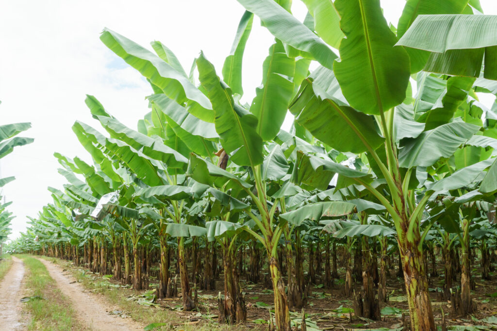 Peru: TR4 reported in over 70 hectares of banana plantations