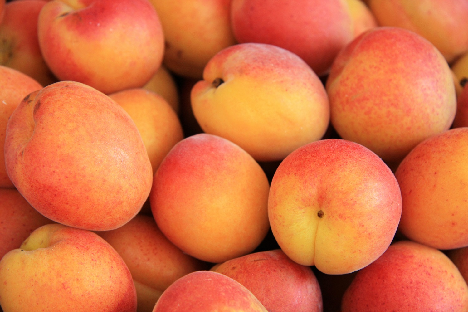 EU apricot crop to be lowest in 30 years following spring frosts