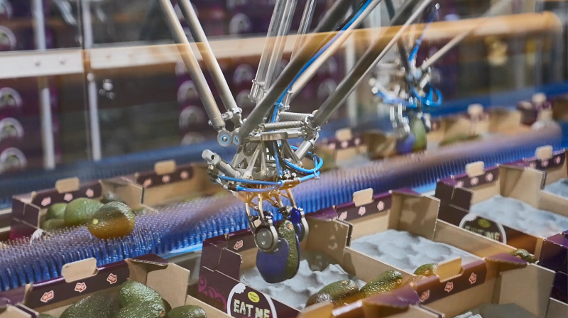 'World's first avocado packing robot' installed by Nature's Pride