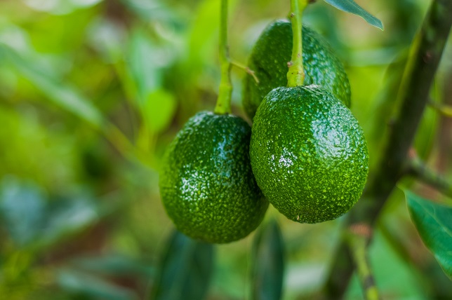 New Zealand avocado surplus driving down prices