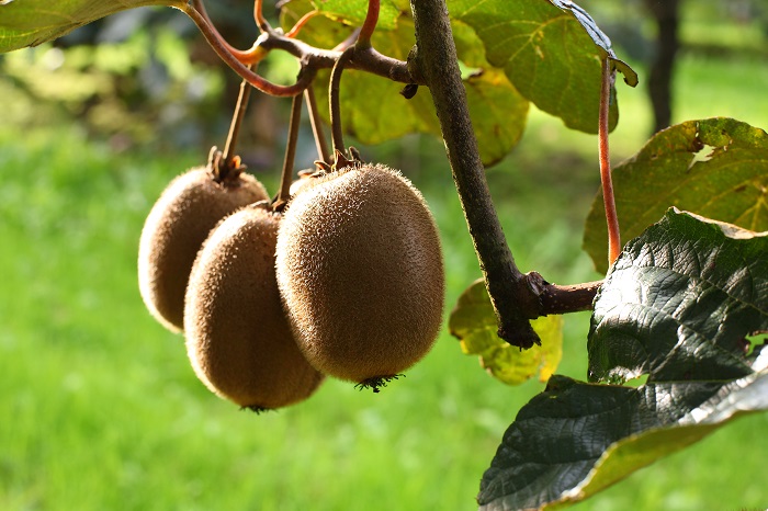 Primland Begins Marketing Chilean Kiwifruit To Maintain Year Round Supply 4656