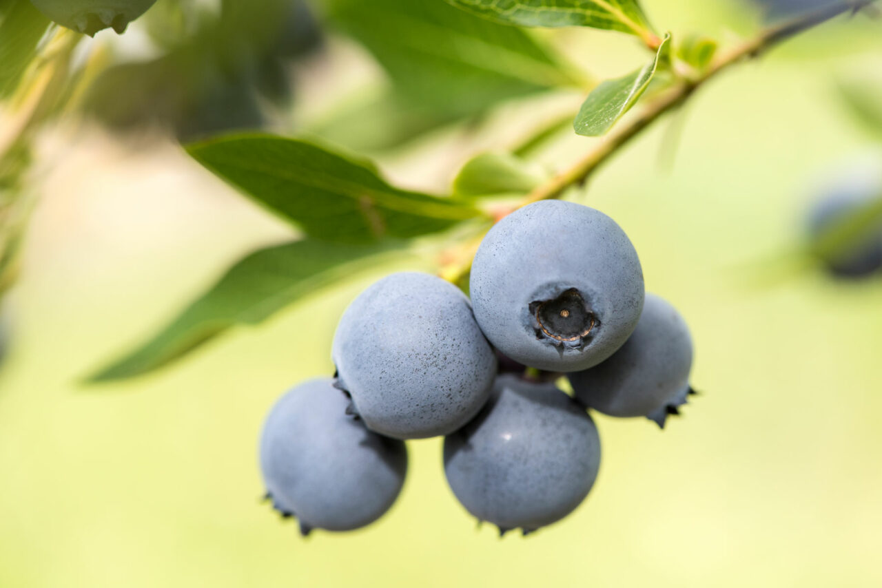 New blueberry varieties released for New Zealand growers