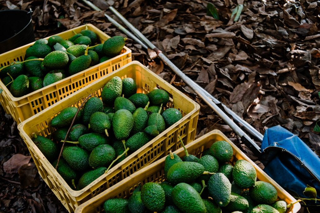 Mexican avocado producers are arming themselves to fend off cartels - report