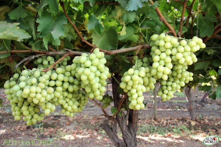 Peruvian table grape season AUTUMNCRISP