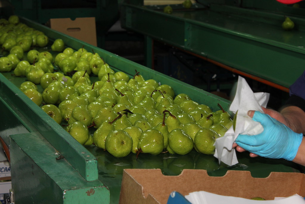 More than half of Chilean fruit producers facing serious labor shortage