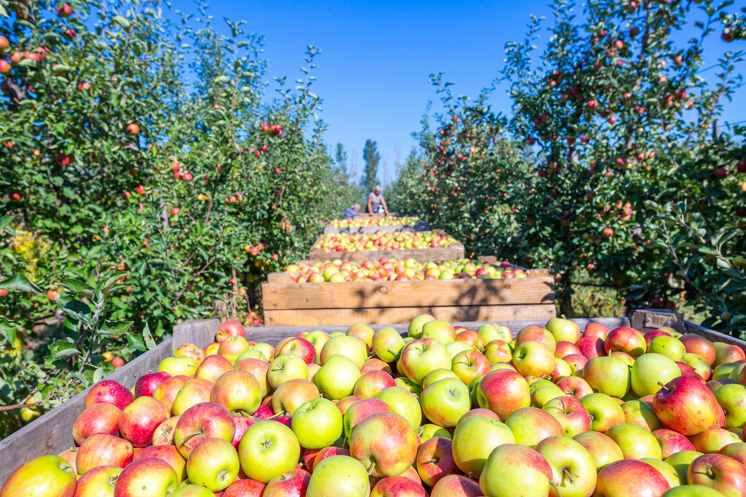 U.S. apple crop expected to rise in 202122