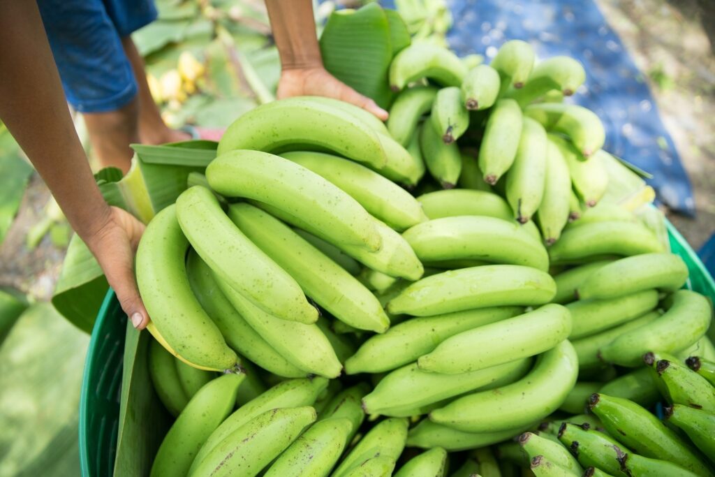 Fyffes banana farm first to receive new Rainforest Alliance certification