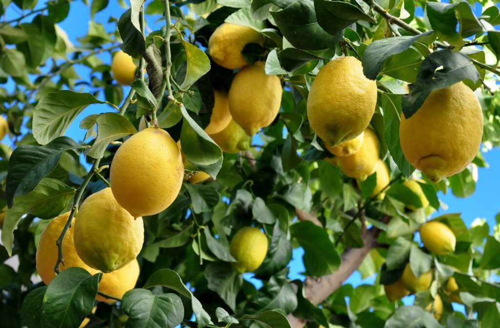 Limoneira: Stronger lemon pricing and fresh utilization boosts Q3