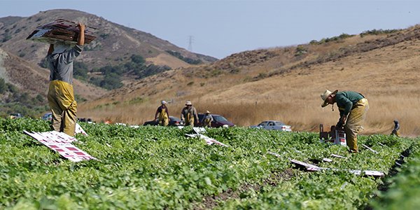 Western Growers slams California Senate's passing of bill that 