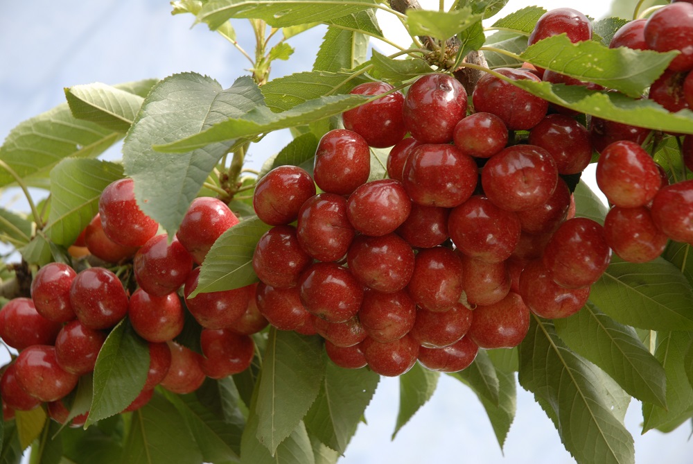 Agronometrics in Charts: First prices for Chilean cherries on the U.S. market