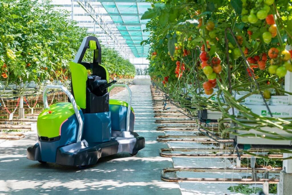 Innovative tomato pruning robot can work all day in greenhouses