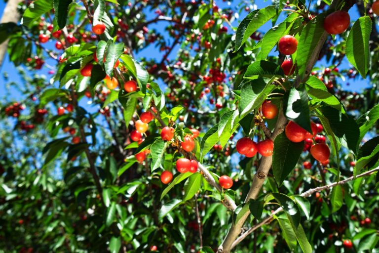 South African Tru-Cape cherries