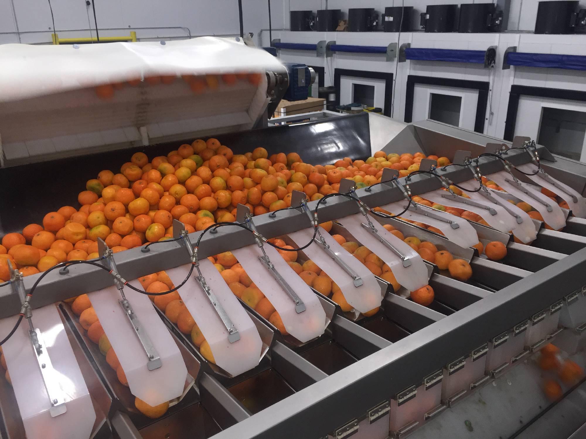 American Consolidation & Logistics doubles avocado and citrus bagging