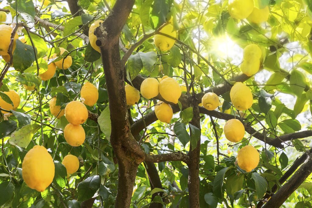 South African lemon exports notch record, but prices 