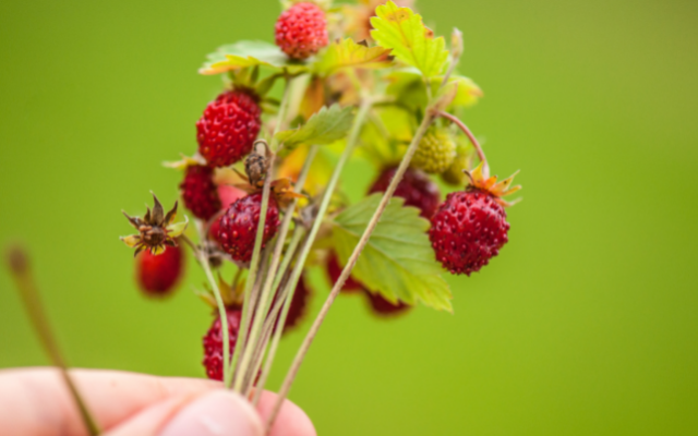 Study finds fungus that produces 