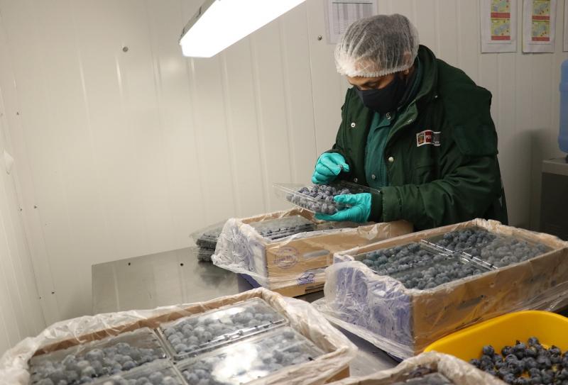 Peru reports another record year for blueberry exports