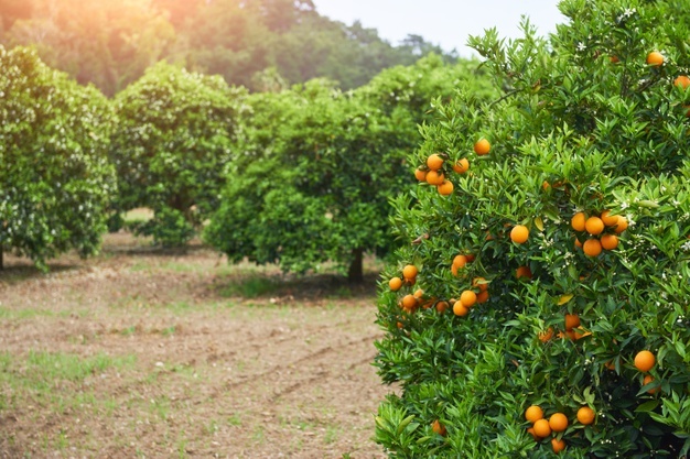 Spain: Farmers denounce Lidl for lowering orange prices