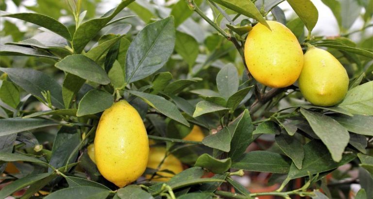 How to grow limequat, the ideal combination between lime and kumquat