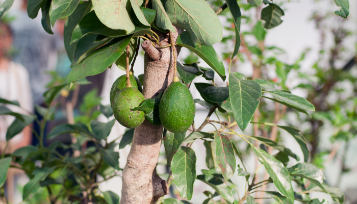 Planting and propagating avocado trees