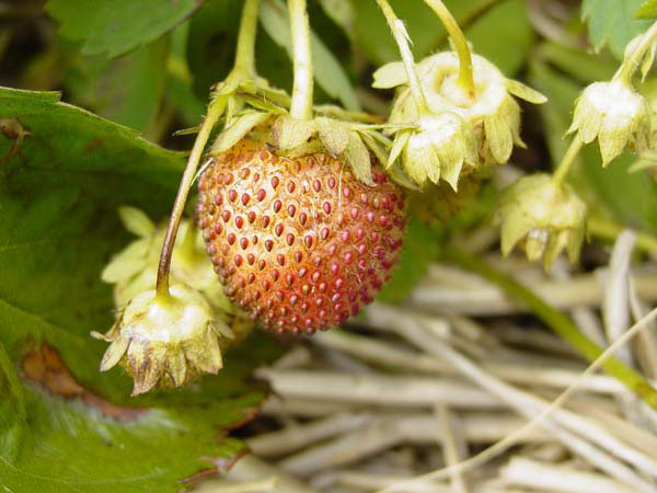 What's wrong with my plant? Strawberry plants and fruit