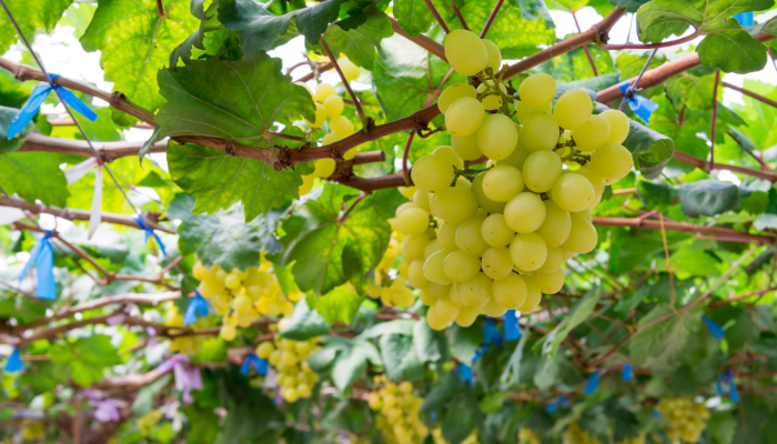 Indian table grape growers taking united stand on pricing