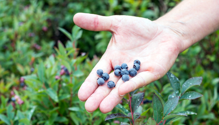 The importance of soil pH in blueberry fields