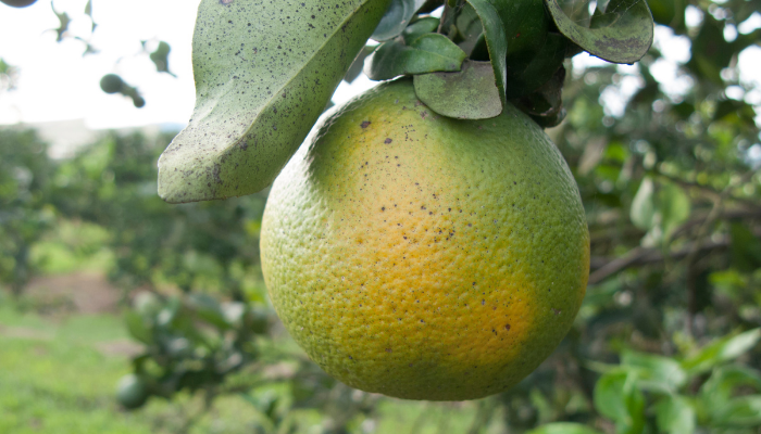 Effects of Huanglongbing on Florida oranges