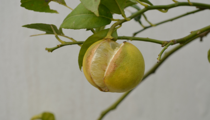 Citrus problems in the home landscape Citrus problems in the home landscape