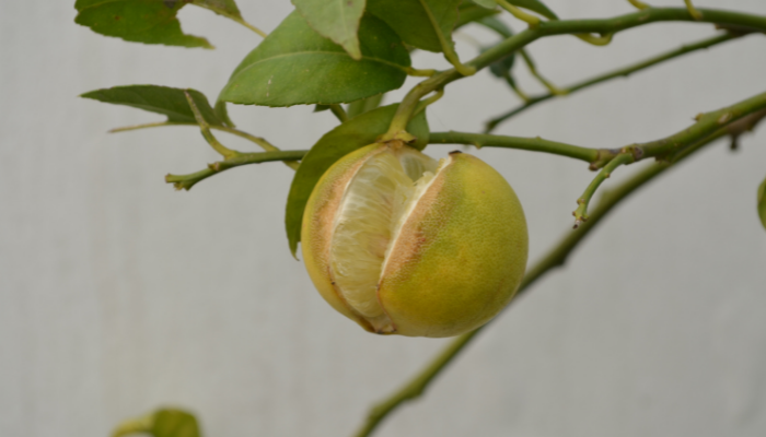 Citrus problems in the home landscape