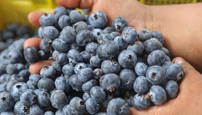 Chilean blueberry opens season with U.S. exports uptick