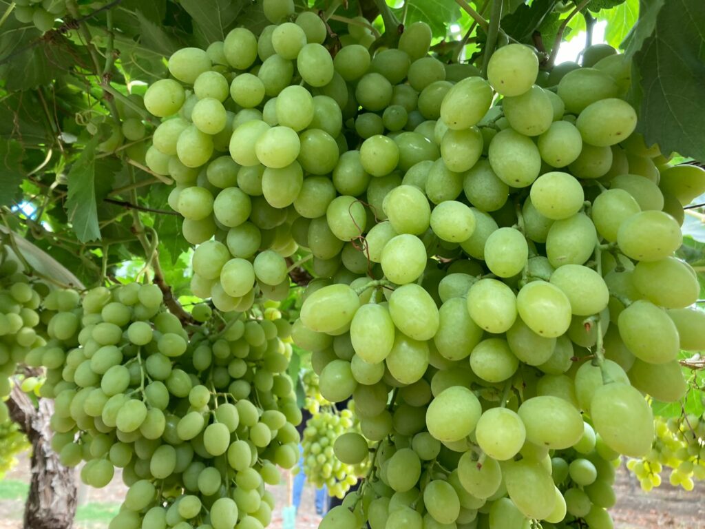 Chile to commercialize promising new white seedless table grape variety in 2022