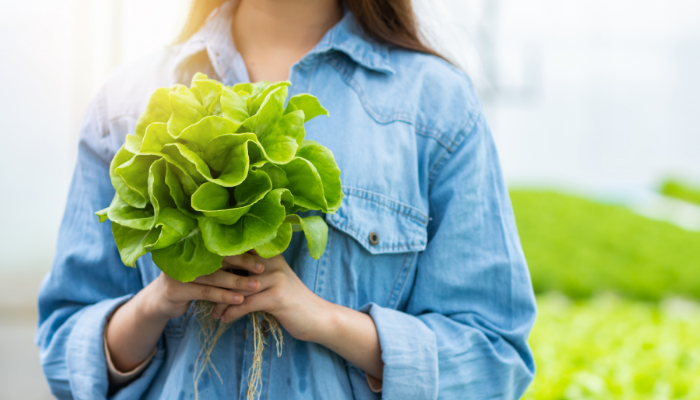 Guide to making the simplest hydroponic growing system