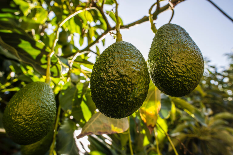 Chilean avocados