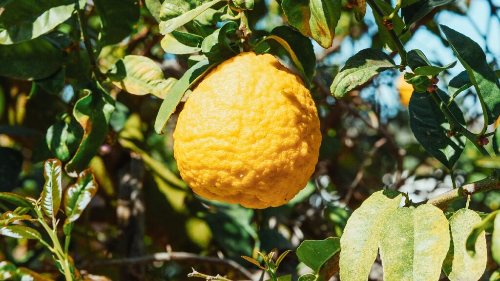 Spanish lemon growers demand higher prices from distribution chain