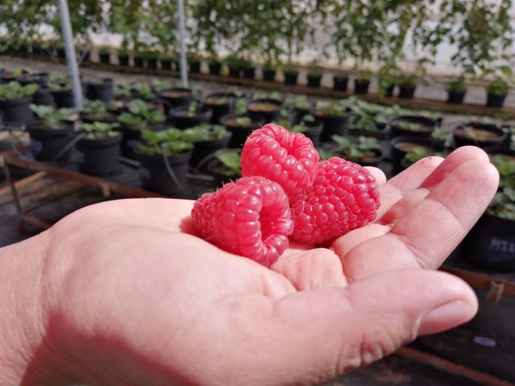 Four new raspberry varieties unveiled in Chile